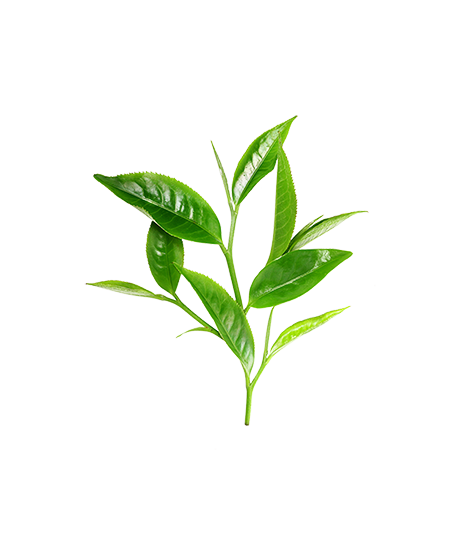 katalog kategoria green tea